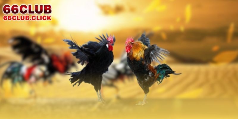 Các hình thức chọi kê được yêu thích nhất Ws168