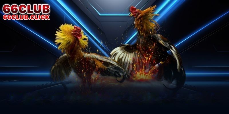 Tìm hiểu sơ lược về đá gà Thomo