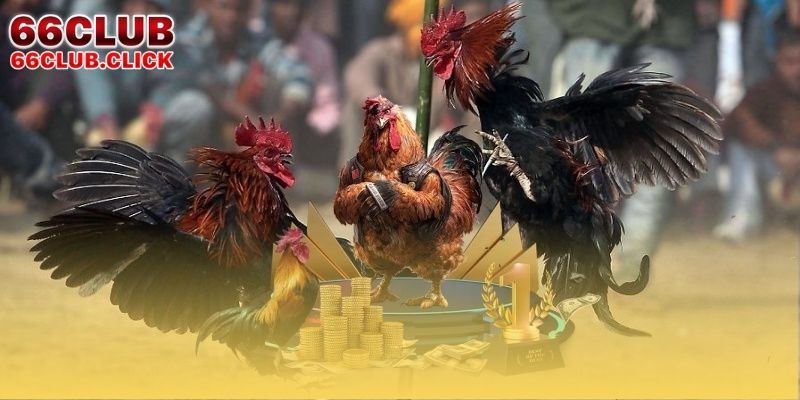 Triển khai luật chọi gà Thomo hiện nay